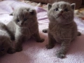 Британски котенца, снимка 8