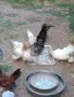 Продавам серами, снимка 2