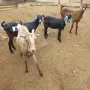 продавам 4 ярета, снимка 5