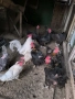 кокошки, снимка 2