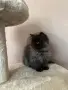 Персийски котенца , снимка 3