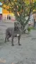 Кане корсо женска, снимка 6