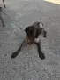 Лагото романьоло , снимка 2