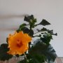 китайска роза , снимка 1 - Стайни растения - 44374990