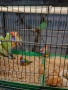 продавам гулдови папагалови и други амадини, снимка 10