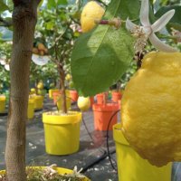   Лимон Лимонови дръвчета ,лимон дръвче цена, снимка 6 - Градински цветя и растения - 36625824