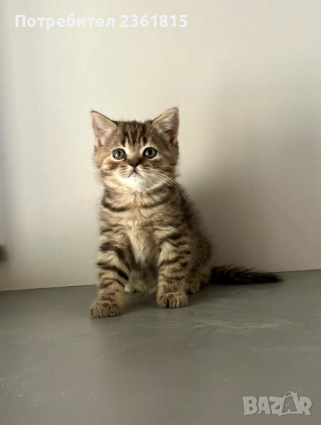 Златно британско таби, снимка 1