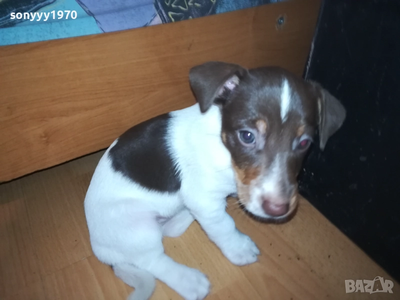 СЛАДКО КУТРЕ ДЖАК-ЖЕНСКО БЕБЕ 40 ДЕНА 0310252034, снимка 1