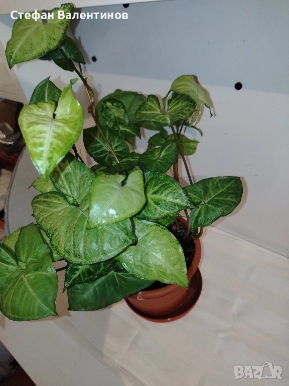 Сингониум , снимка 1