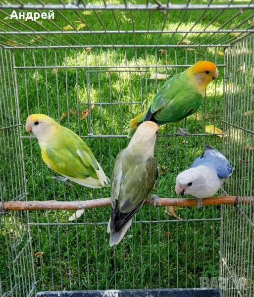 Папагали неразделки , снимка 1