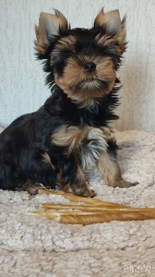 Йоркширски териер  , снимка 1