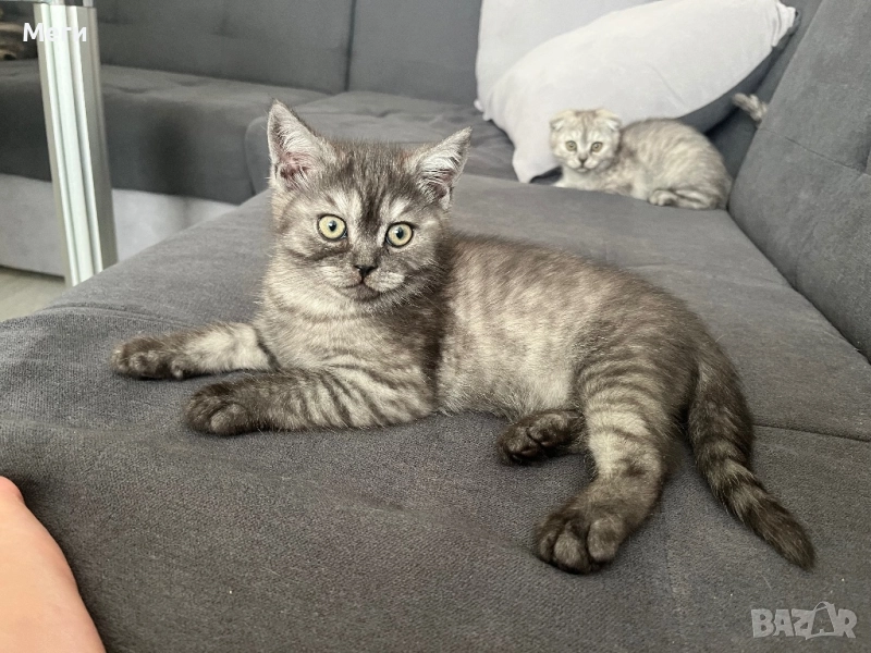 Британски късокосмести котета, снимка 1