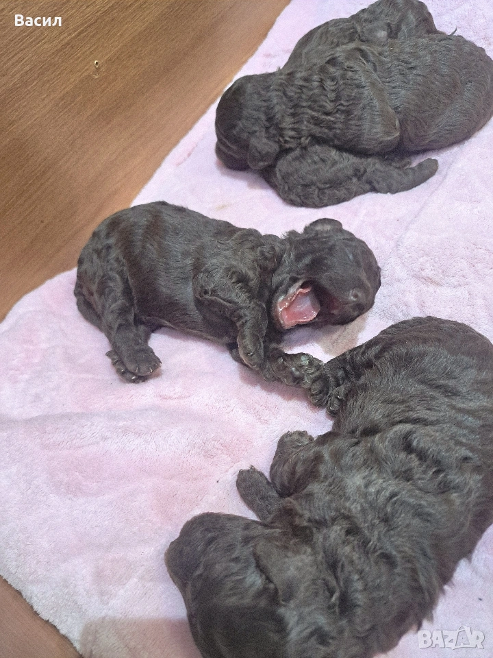 той пудел шоколад , снимка 1