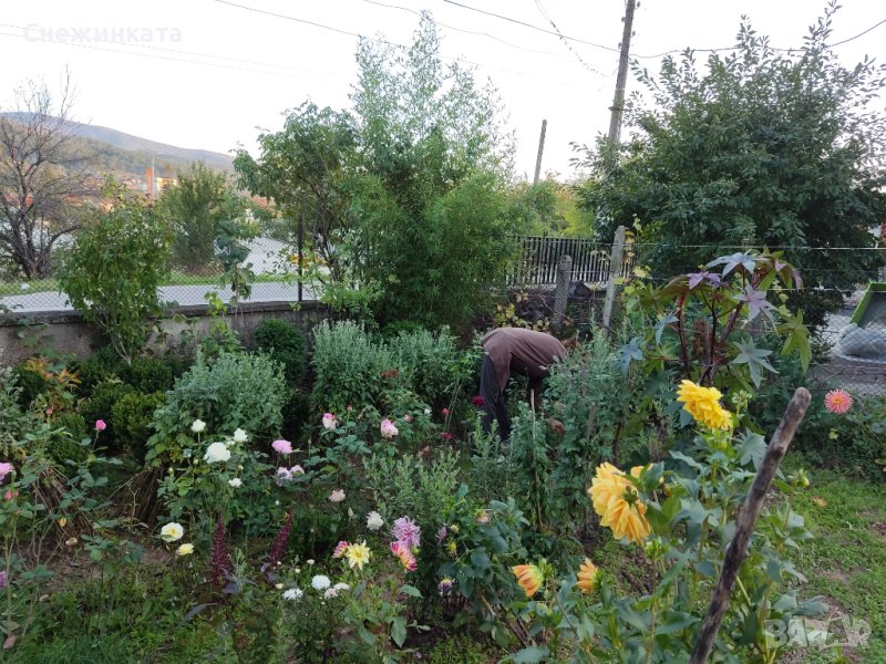 Продавам микрофони, божури, корда(перуника/ирис), дървовидни ружи, чемшири, снимка 1