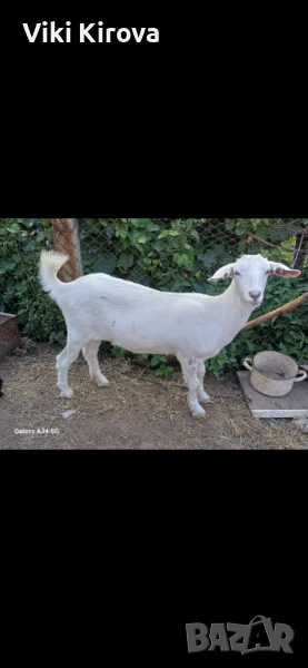 Продавам женски ярета , снимка 1