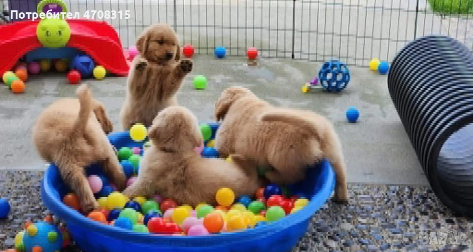 Голдън ретривър игриво бебе, снимка 1