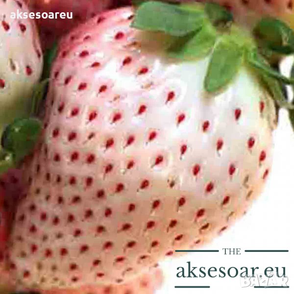 100 семена от плод бяла ягода органични плодови бели ягодови семена от вкусни ягоди отлични плодове , снимка 1