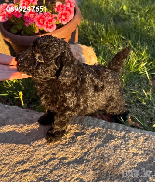 Пудел тойчета , снимка 1