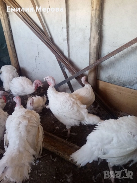 Продавам домашни пуйки (мисирки) , снимка 1