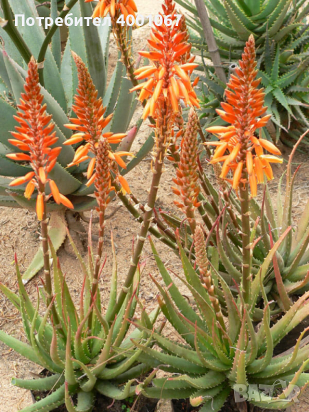 семена от красиво екзотично растение от остров Лансароте, снимка 1