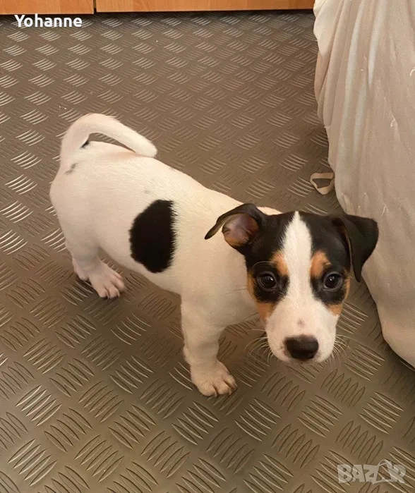  Продават се Джак Ръсели, снимка 1