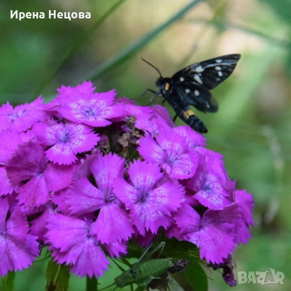 Подготовка за външно оценяване след 4 и 7 клас, снимка 1