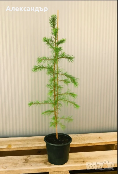 Хималайски кедър , снимка 1