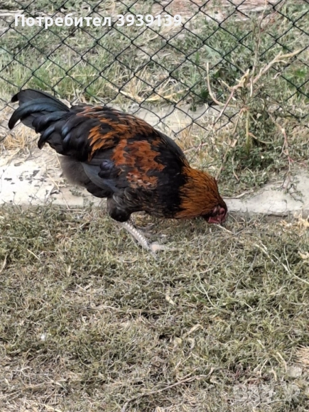 продавам петли , снимка 1