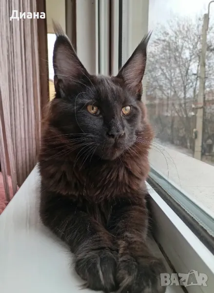 Коте Мейн куун, снимка 1