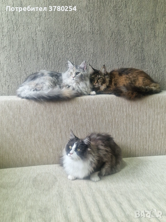 Мейн Кун, снимка 1