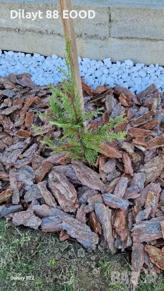 Мулч дебели големи борови кори, снимка 1