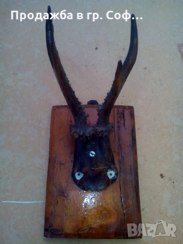 Рога с череп от дивеч