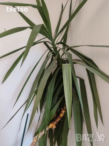 Юка лориоза (Yucca gloriosa) или Градинска Юка,, снимка 2 - Градински цветя и растения - 56122009