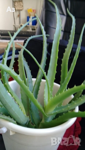 продавам цветя Алое лечебно, снимка 11 - Стайни растения - 52135889