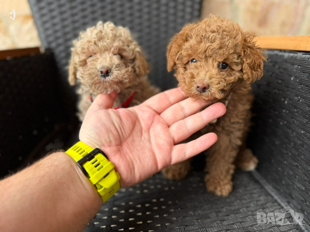 Мини Пудели  Актуално от 22.3.202, снимка 4 - Пудели - 53719295