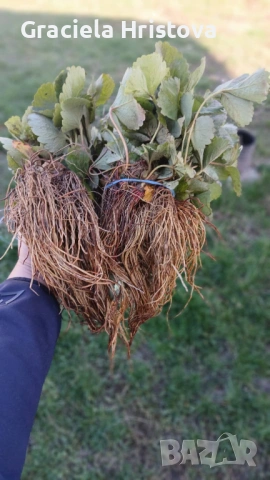 Продавам разсад ягоди , снимка 9 - Сортови семена и луковици - 54365234