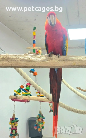 Скарлет Ара 4 г., снимка 3 - Папагали - 52448510