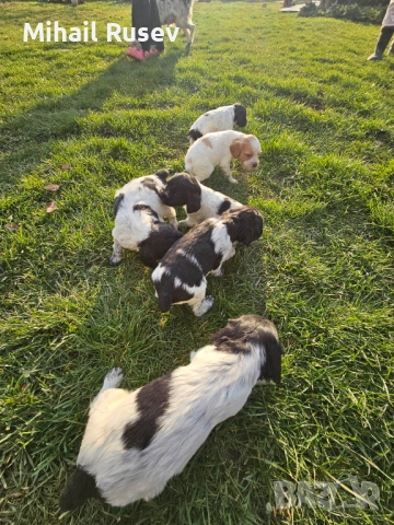 Епаньол бретон, снимка 2 - Бретон шпаньол - 52899215