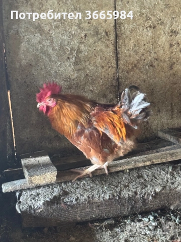 Продавам кокошки - харко и петли за клане, снимка 6 - Кокошки и пуйки - 54357452