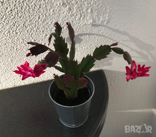 Коледниче в метална кашпа, снимка 5 - Стайни растения - 52731651