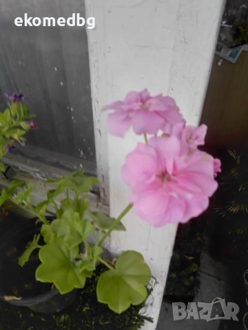 Мушкато Сакъзи и Кралско мушкато, снимка 12 - Градински цветя и растения - 53944126