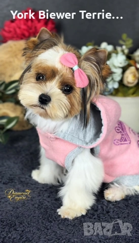 Йоркширски ТеРиер, мини кукличка ! Доставка до всеки град 