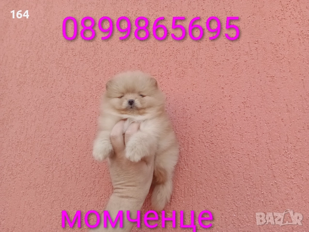 Мъжки Померани. Реални снимки ! , снимка 5 - Померан - 52605726