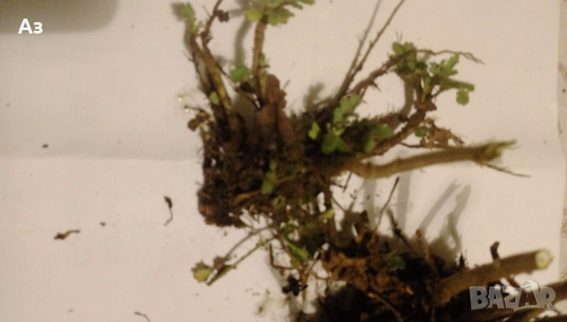 Продавам разсад на ниски Хризантеми есенни, снимка 7 - Разсади - 54314882