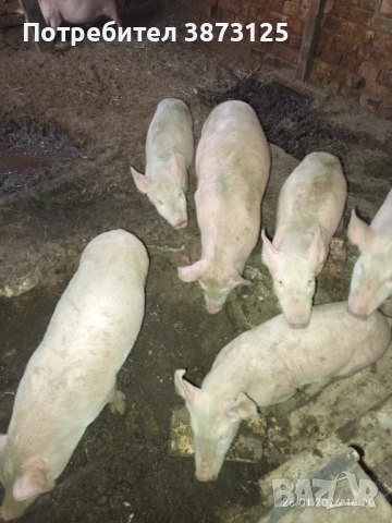Свободни бели прасета, снимка 6 - Прасета - 53235771