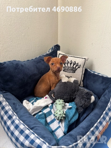 Мини чиху пинчер