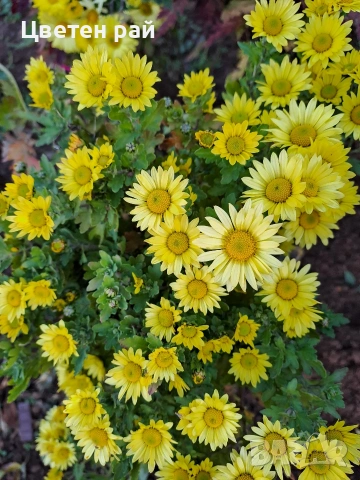 Разсад хризантеми , снимка 12 - Градински цветя и растения - 54010299