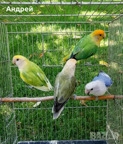 Папагали неразделки , снимка 1