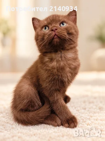  Британско късокосместо момче. шоколадово. British Shorthair Kitten
