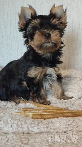 Йоркширски териер  , снимка 1 - Йоркширски териер - 51385796